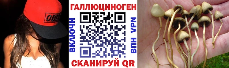 Галлюциногенные грибы Psilocybine cubensis  Белоусово 